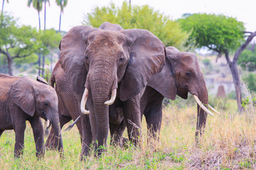 Fototapeta premium Elephant in Tarangire national Park / Elephant in Tarangire national Park