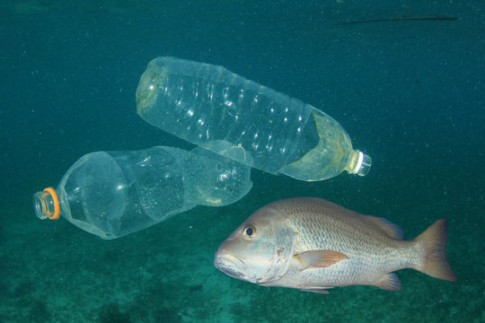 Plastic bottles pollution in sea and fish 