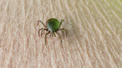 3d rendered illustration of a tick on skin