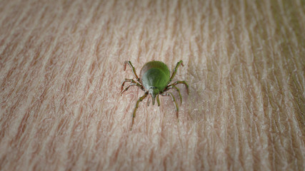 3d rendered illustration of a tick on skin