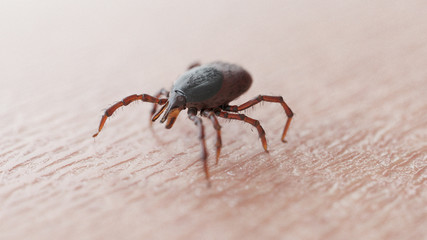 3d rendered illustration of a tick on skin