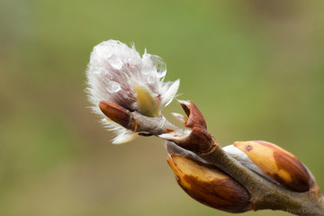 Weidenkätzchen