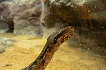snake on a rock
