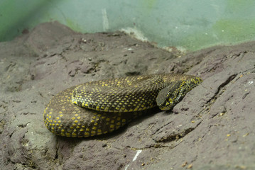 snake in the zoo