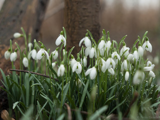 Schneegl&ouml;ckchen