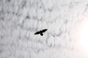 Raven crow in textured sky