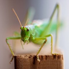 Grashüpfer Makro Nahaufnahme