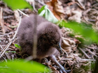 Baby Weka