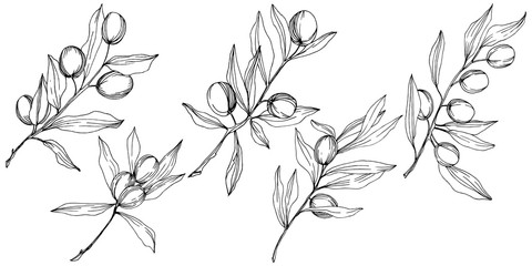Olive tree in a vector style isolated. Black and white engraved ink art. Full name of the plant: Branches of an olive tree. Vector olive tree for background, texture, wrapper pattern, frame or border.