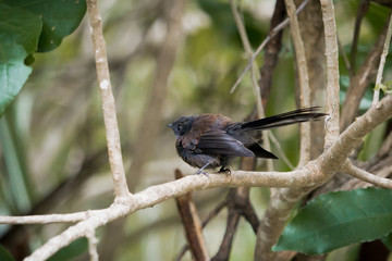Black Fantail