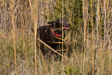 Brauner Labrador rennt durch Schilf