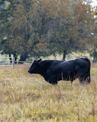 Angus bull in autumn pasture - vertical