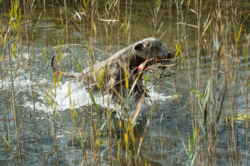 Jagdhundeausbildung