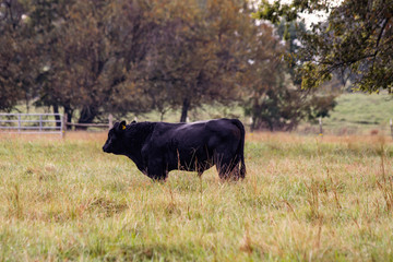 Naklejka na ściany i meble Black Angus bull in autumn pasture
