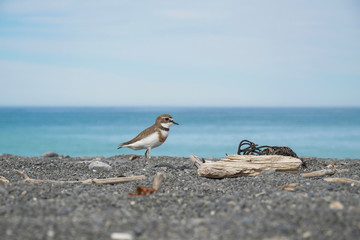 Dotteral, Kaikoura Beach