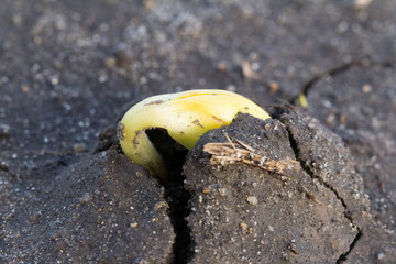 Soybean seedling emerging from ground. Notice the hooked hypocotyl._00013