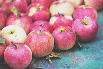 Abundant harvest of red organic apples