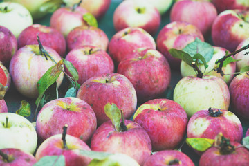 Abundant harvest of red organic apples