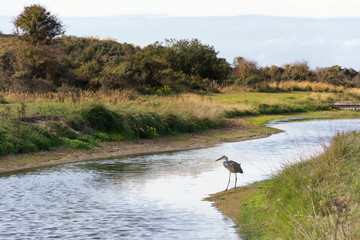View on the Waterleidingduinen near Amsterdam, the Dutch capital. Herons and wildlife such as deer and foxes are living there. Perfect area for enjoying nature.