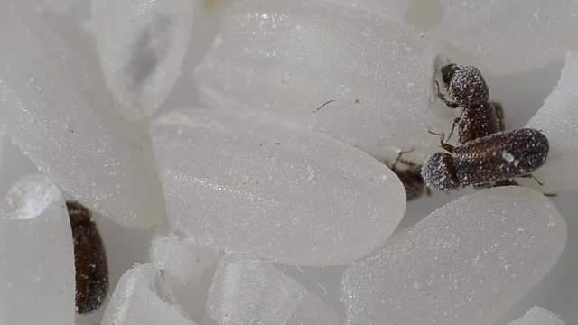 This pest prefers to multiply in cereals. Especially likes rice cereal.