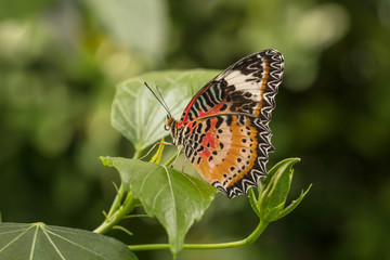 edelfalter