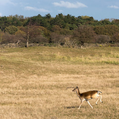 View on the beautiful Amsterdamse waterleidingduinen, a protected nature reserve in the neighbourhood of the Dutch capital. Wildlife such as deer and foxes are living there