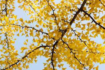 Yellow branch with foliage against the blue sky, beautiful autumn background