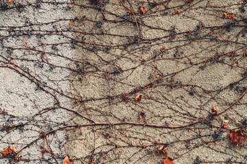 black grapes on drying branches on the wall