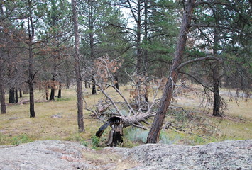 Black Hills, South Dakota