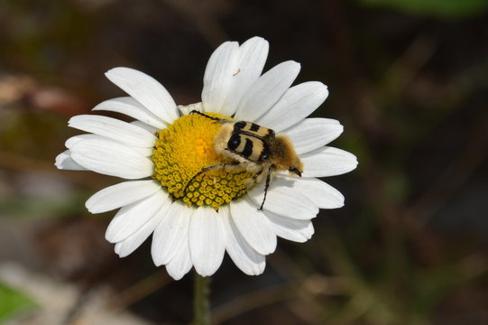 Cétoine trichie fasciée sur un clavatus anacyclus, insecte et fleur des Hautes-Alpes, insecte jaune et noir, insecte sur une fleur, Alpes, France