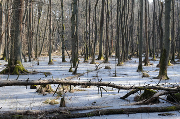 Fototapeta na wymiar Winter forest with frozen lake and naked trees
