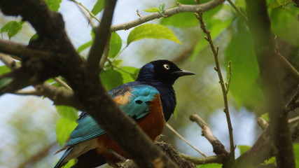 	The golden-breasted starling is a small bird with a bright, blue tail and a blue back. It has a...