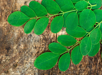 Edible moringa  leaves