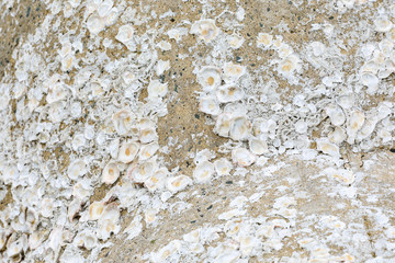 shells from the sea on the stone