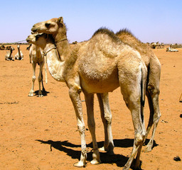 Camels in the camel market, Omdurman Sudan