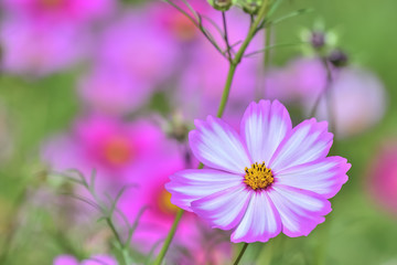 Fototapeta premium コスモスの花