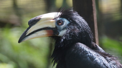The oriental pied hornbill (Anthracoceros albirostris) is an Indo-Malayan pied hornbill, a large...