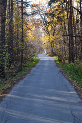 Fototapeta premium Forest road autumn sunny morning. Russia. Moscow region