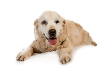 old blind golden retriever