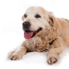 Obraz premium old blind golden retriever