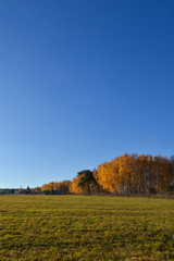 Fototapeta na wymiar Beautiful autumn landscape. Green meadow grass and blue cloudless sky.