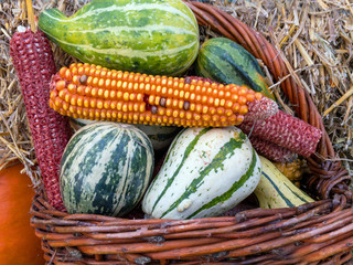 Different variations of pumpkins fall harvest