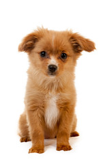 pomeranian dog fluffy cute puppy