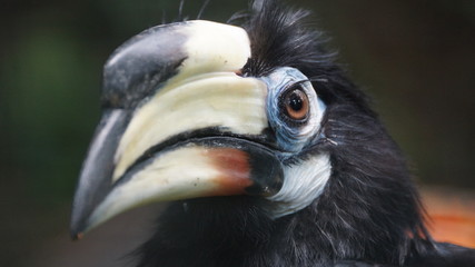 The oriental pied hornbill (Anthracoceros albirostris) is an Indo-Malayan pied hornbill, a large canopy-dwelling bird belonging to the Bucerotidae family.