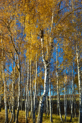 Birch trees with yellowed leaves against a bright blue sky in autumn. Russia