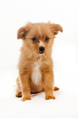 pomeranian dog fluffy cute puppy