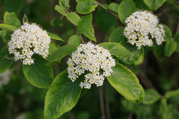 Wollige Schneeball (Viburnum lantana) Blüten