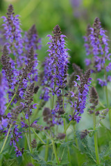 Naklejka premium Salbei (Salvia) Blüten