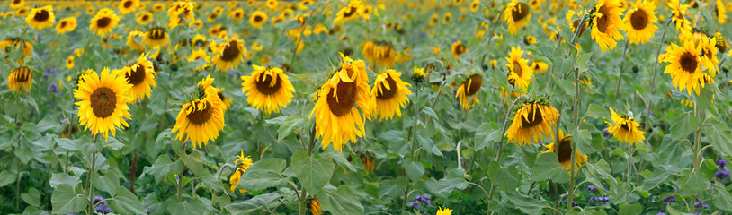 Sonnenblumen-Feld  (Helianthus annuus), 