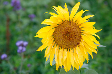 Sonnenblumen-Feld  (Helianthus annuus), 